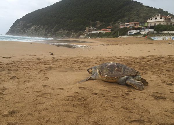 Spettacolo in Cilento, sulla spiaggia spunta una bellissima tartaruga