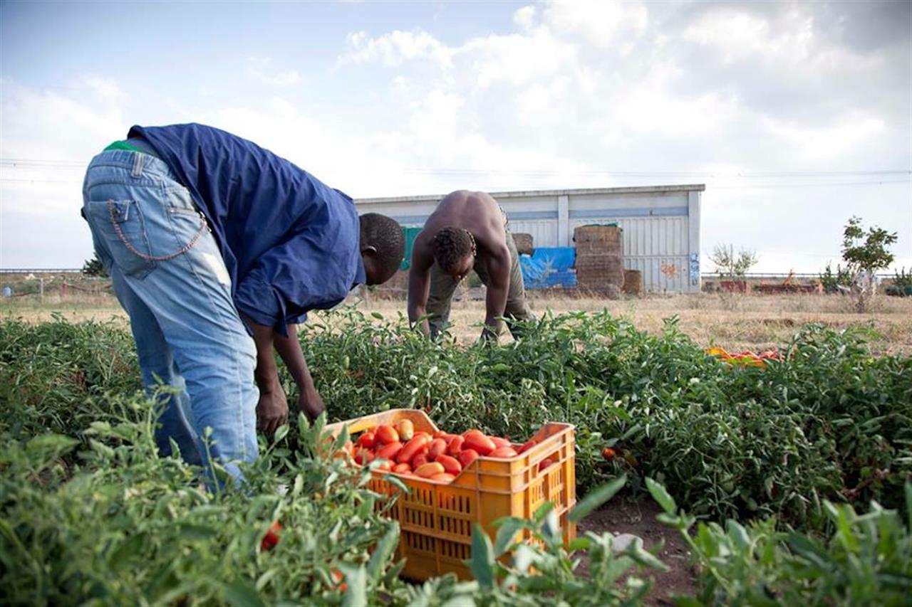 «Migranti ridotti come schiavi per coltivare la piana del Sele»