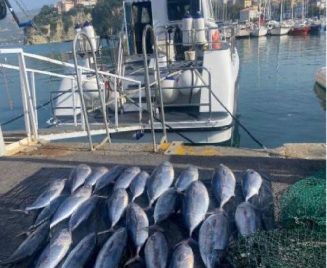 Castellabate, Capitaneria sequestra 450 chili di pesce in cattivo stato di conservazione