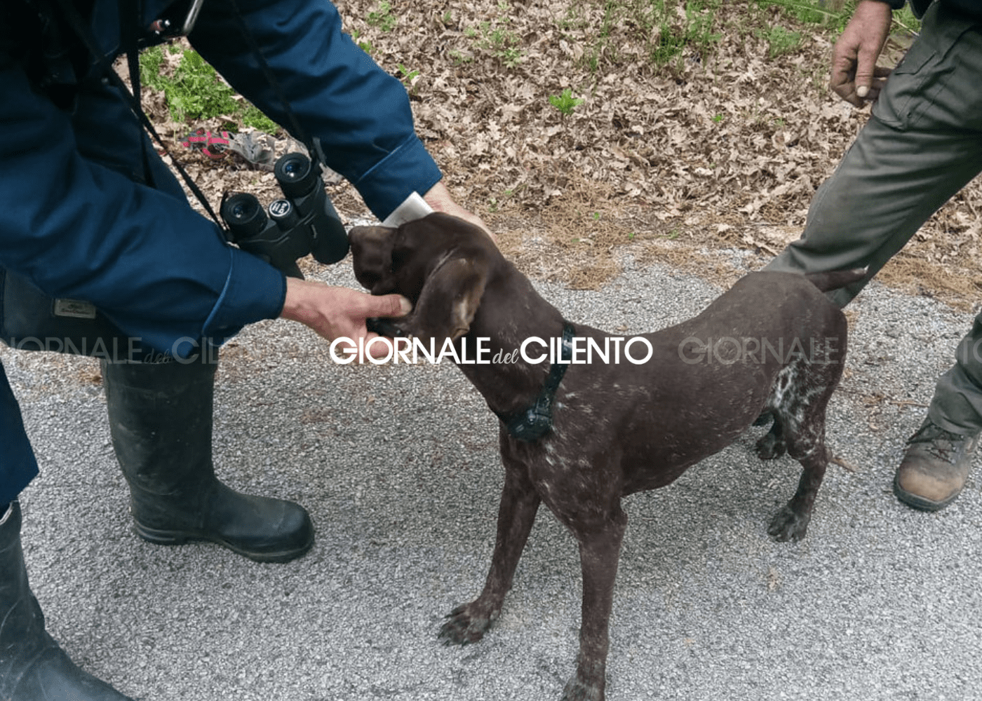 Utilizzano radiocollare con scariche elettriche: denunciati per maltrattamento animali