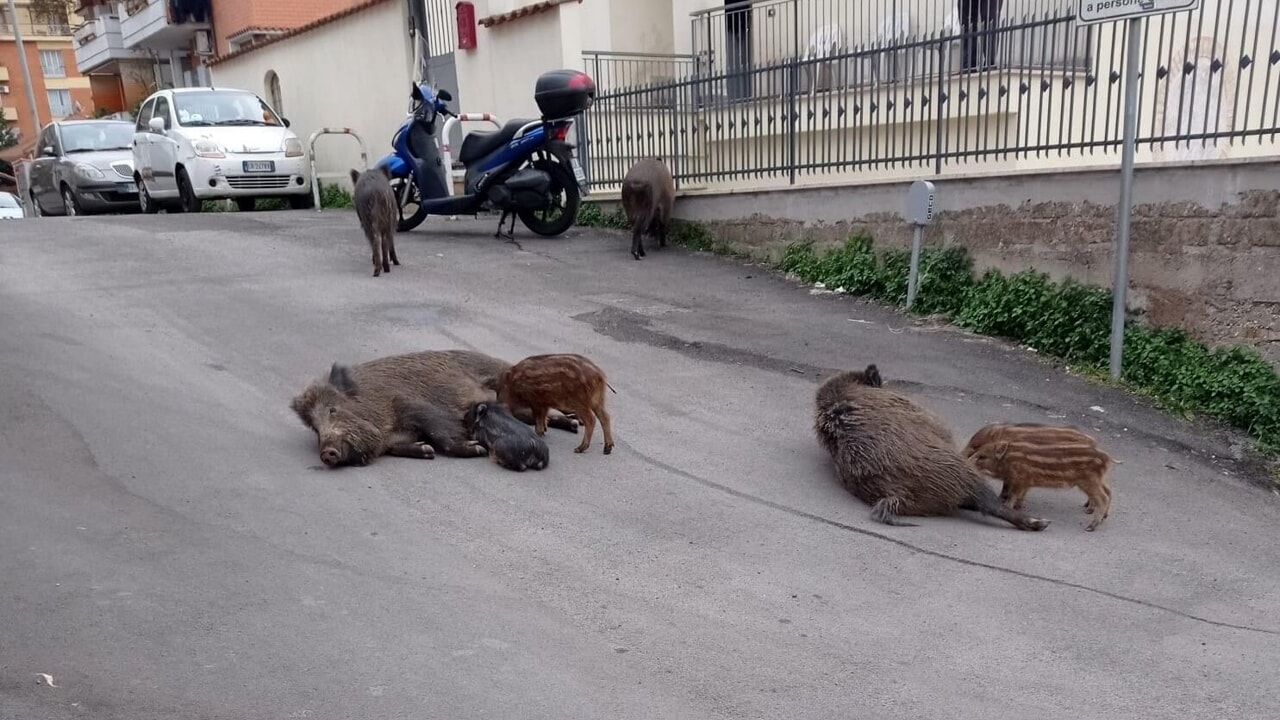 Peste suina nel Vallo di Diano: «Servono controlli agli svincoli autostradali»