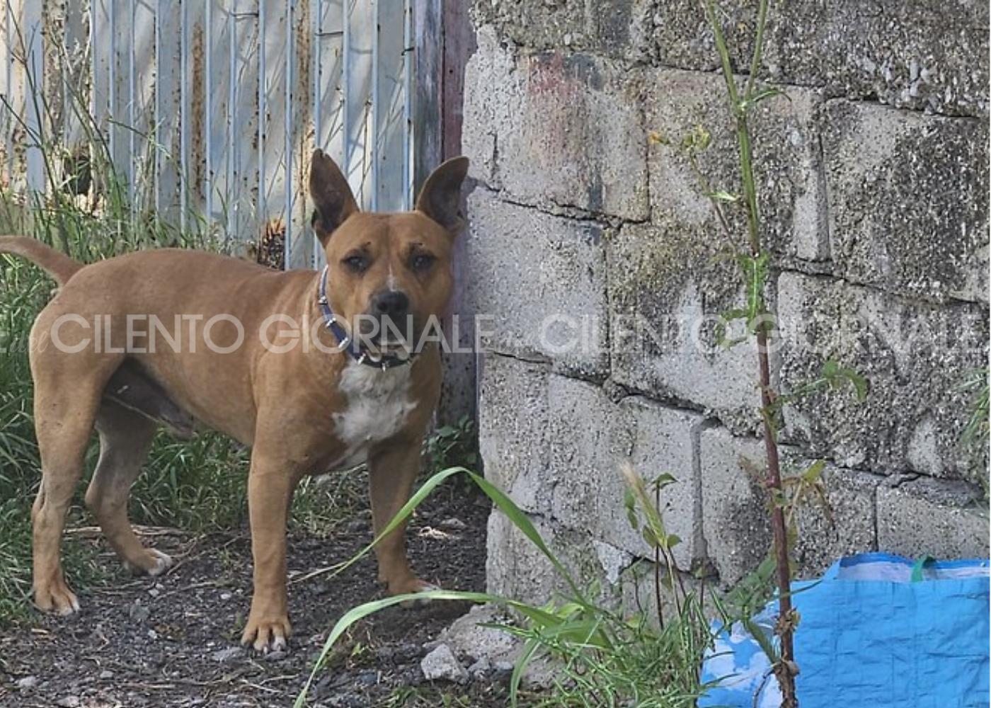 Eboli, pitbull terrorizza clienti bar: catturato