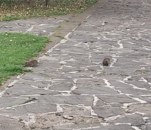 Sassano, topi in villa comunale. L’opposizione chiede rapidi interventi