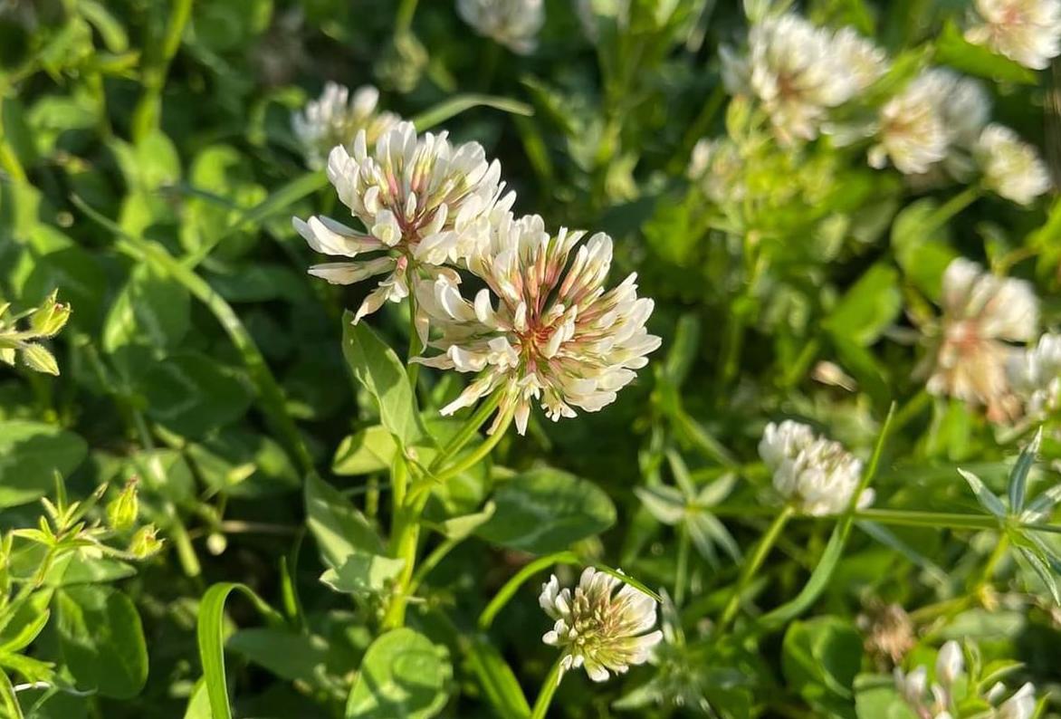 La magia del Trifoglio bianco: simboli e proprietà della potentissima pianta del Cilento