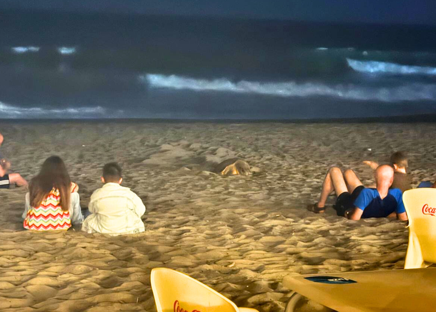 Ascea, tartaruga nidifica in spiaggia di notte lasciando increduli i turisti