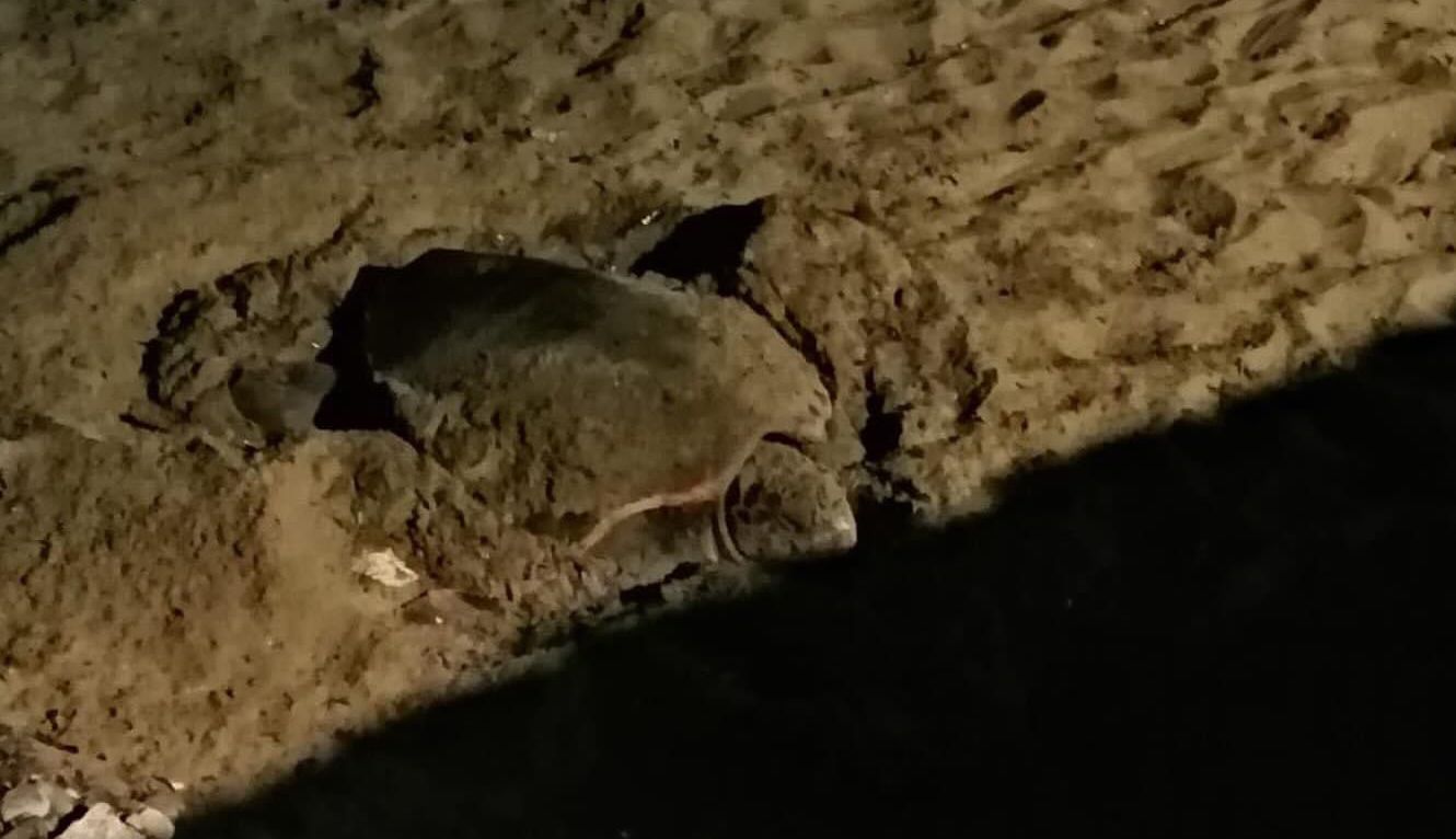 Scoperti nuovi nidi di tartaruga Caretta Caretta a Pioppi e Ascea