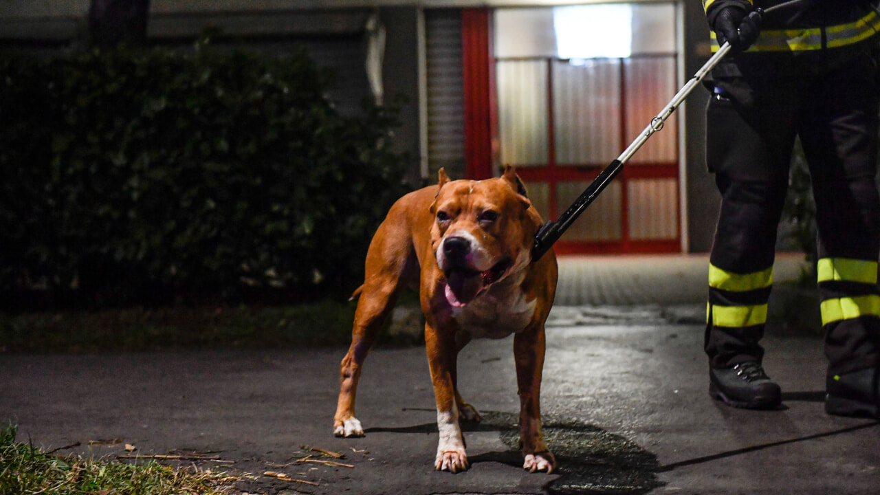 Pontecagnano, sindaco ordina trasferimento di tre cani «pericolosi»: «Erano mal custoditi»