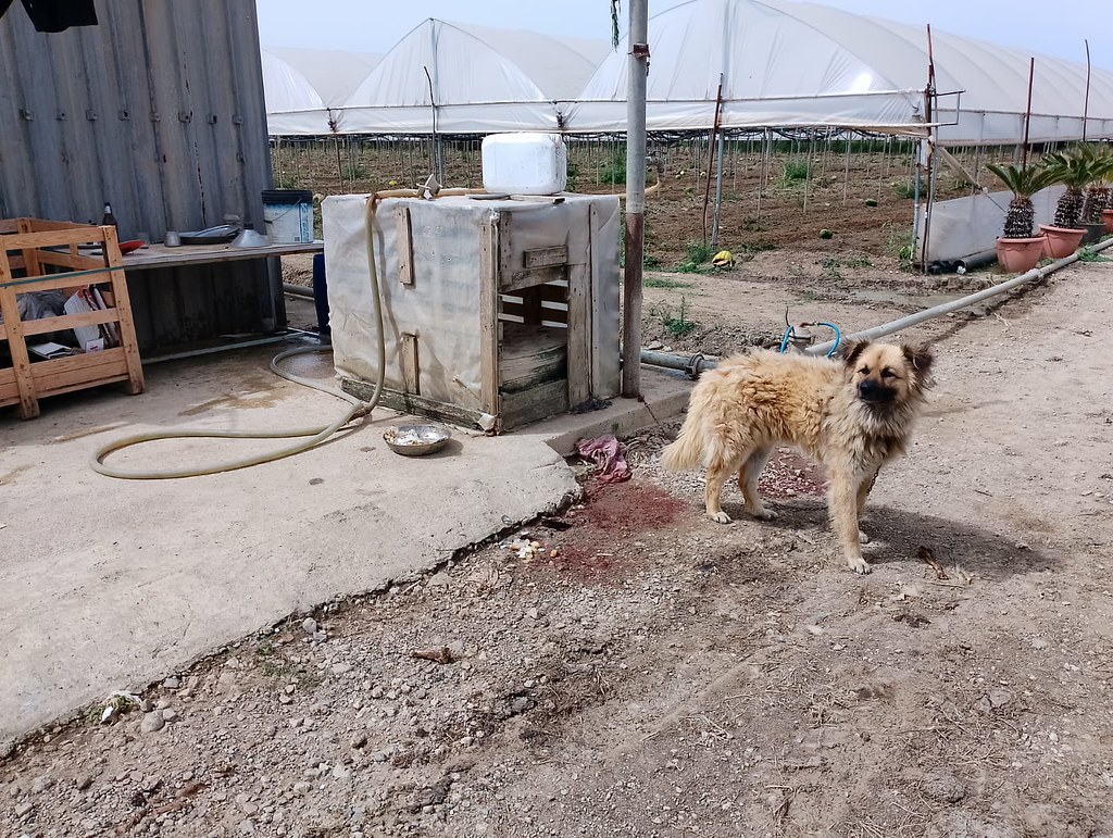 Cane legato ad una catena con acqua putrida e melmosa: intervengono le guardie zoofile