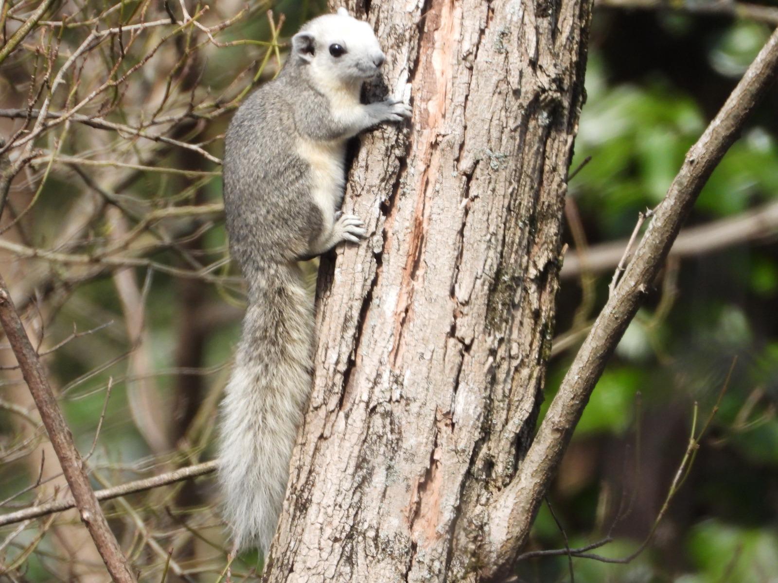Un fronte contatto per gli scoiattoli alieni ed endemici si sviluppa in Cilento