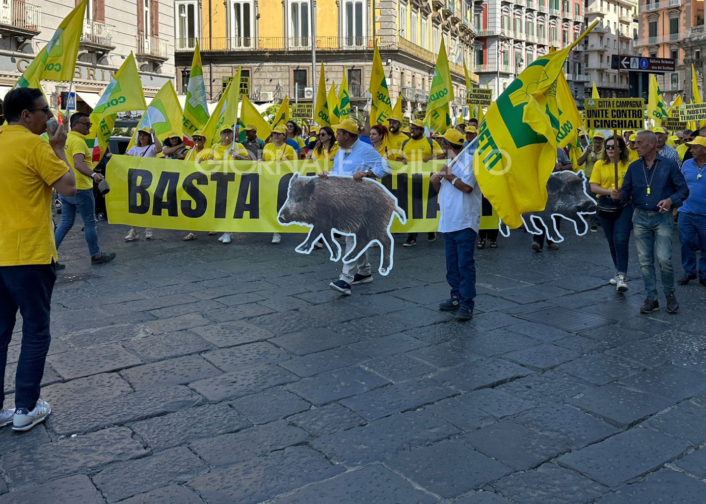 Aumento incontrollato dei cinghiali, gli agricoltori del Cilento scendono in piazza a Napoli