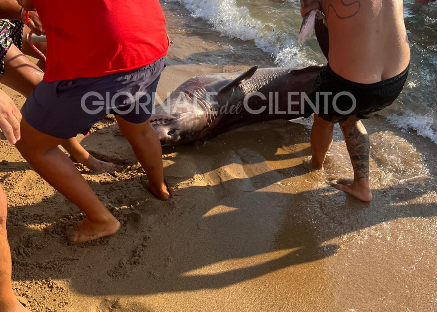 Squalo tra i turisti in mare nel Cilento