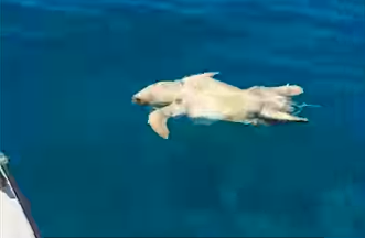 Tartaruga marina morta a largo di Santa Maria di Castellabate, forse impigliata a una rete