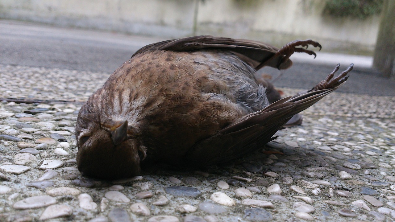 Febbre del Nilo, trovato uccello infetto nel Cilento