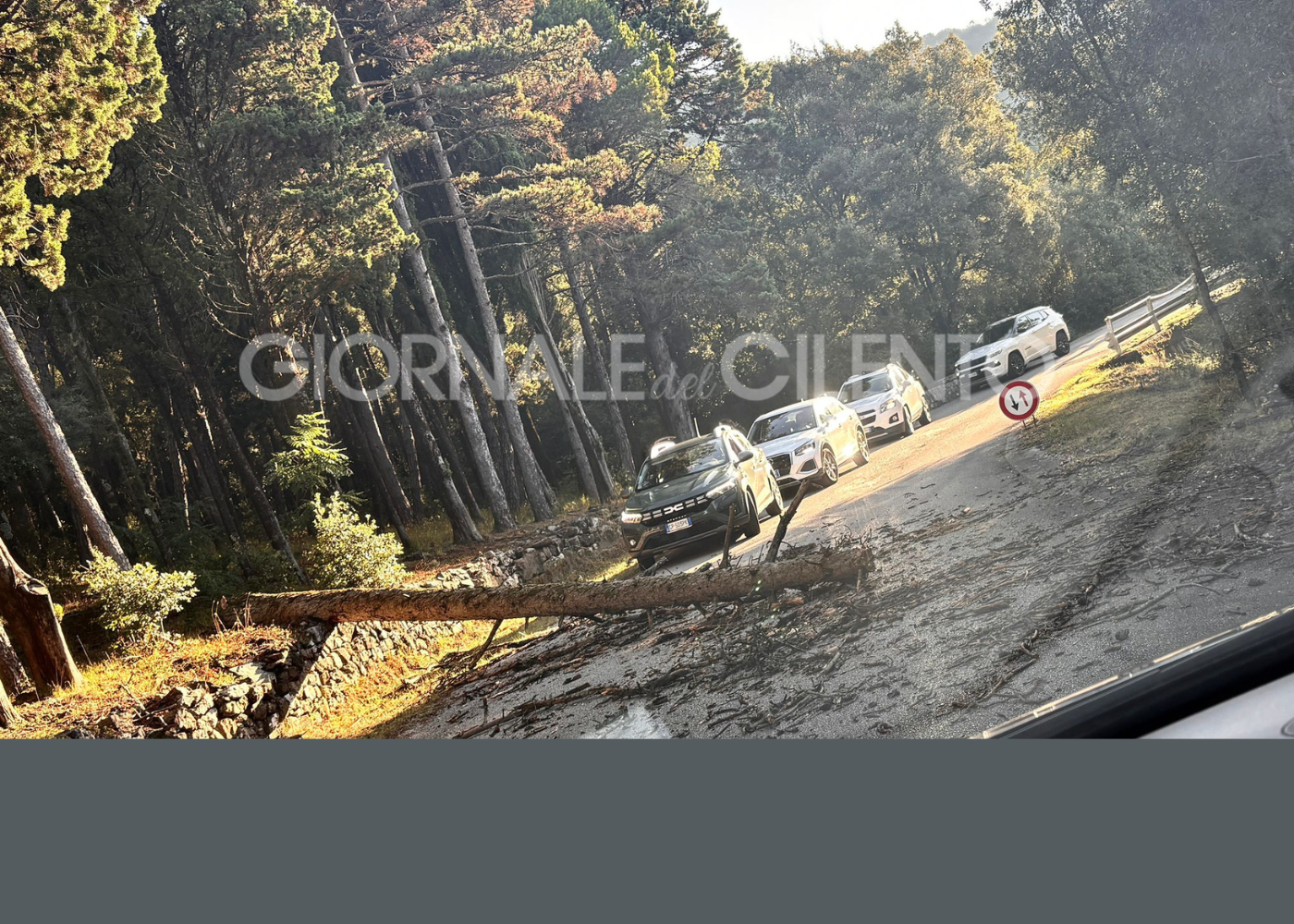 Caduta di un albero sulla provinciale 16 a Casaletto Spartano: strada liberata