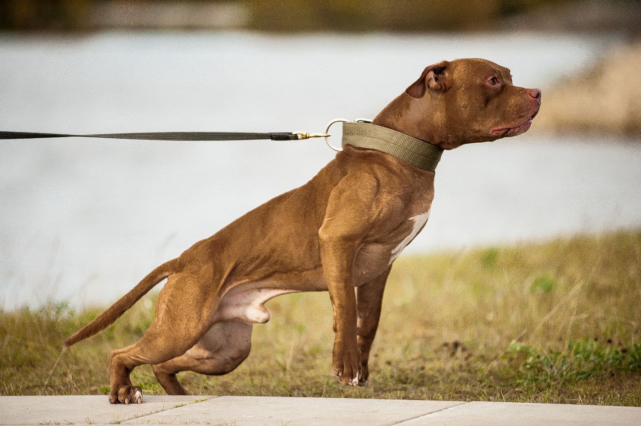 Pitbull senza guinzaglio aggredisce disabile e il suo cane nel salernitano