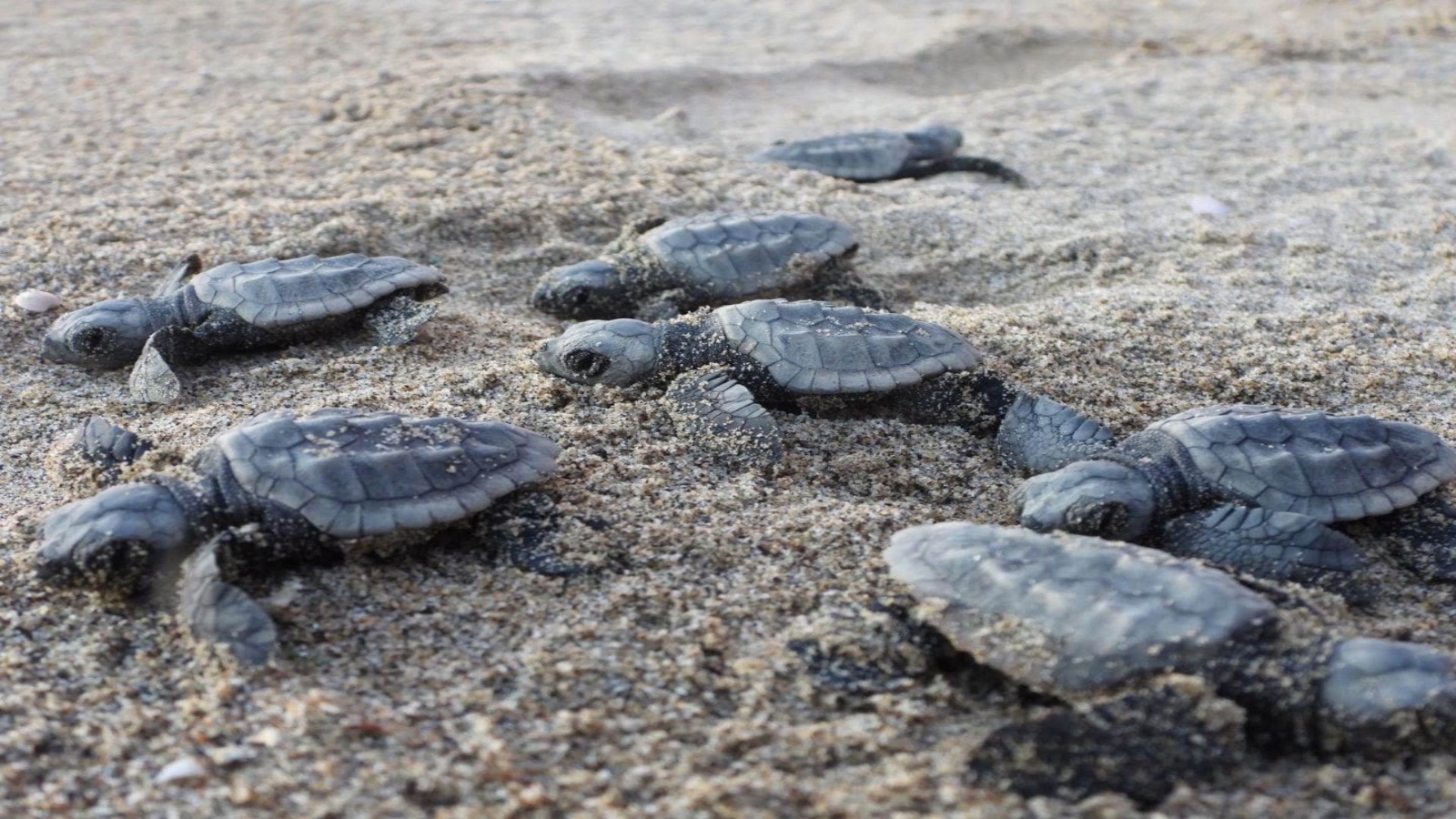 Tartaruga Caretta Caretta, boom di nidificazioni in Campania