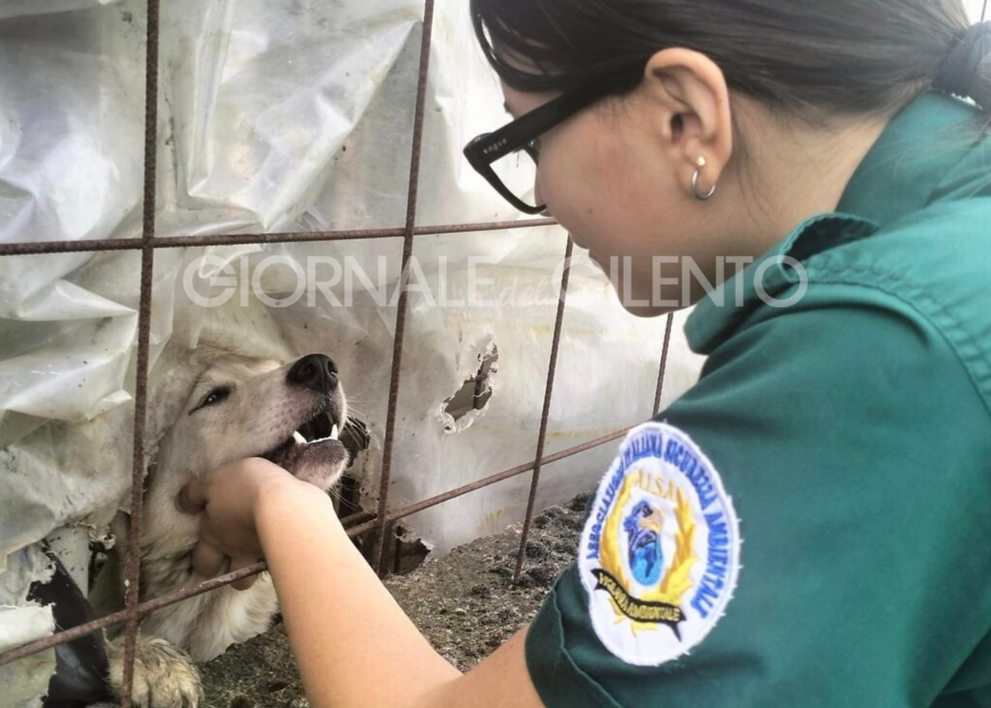 Cani maltrattati e in condizioni di degrado: operazione nel salernitano