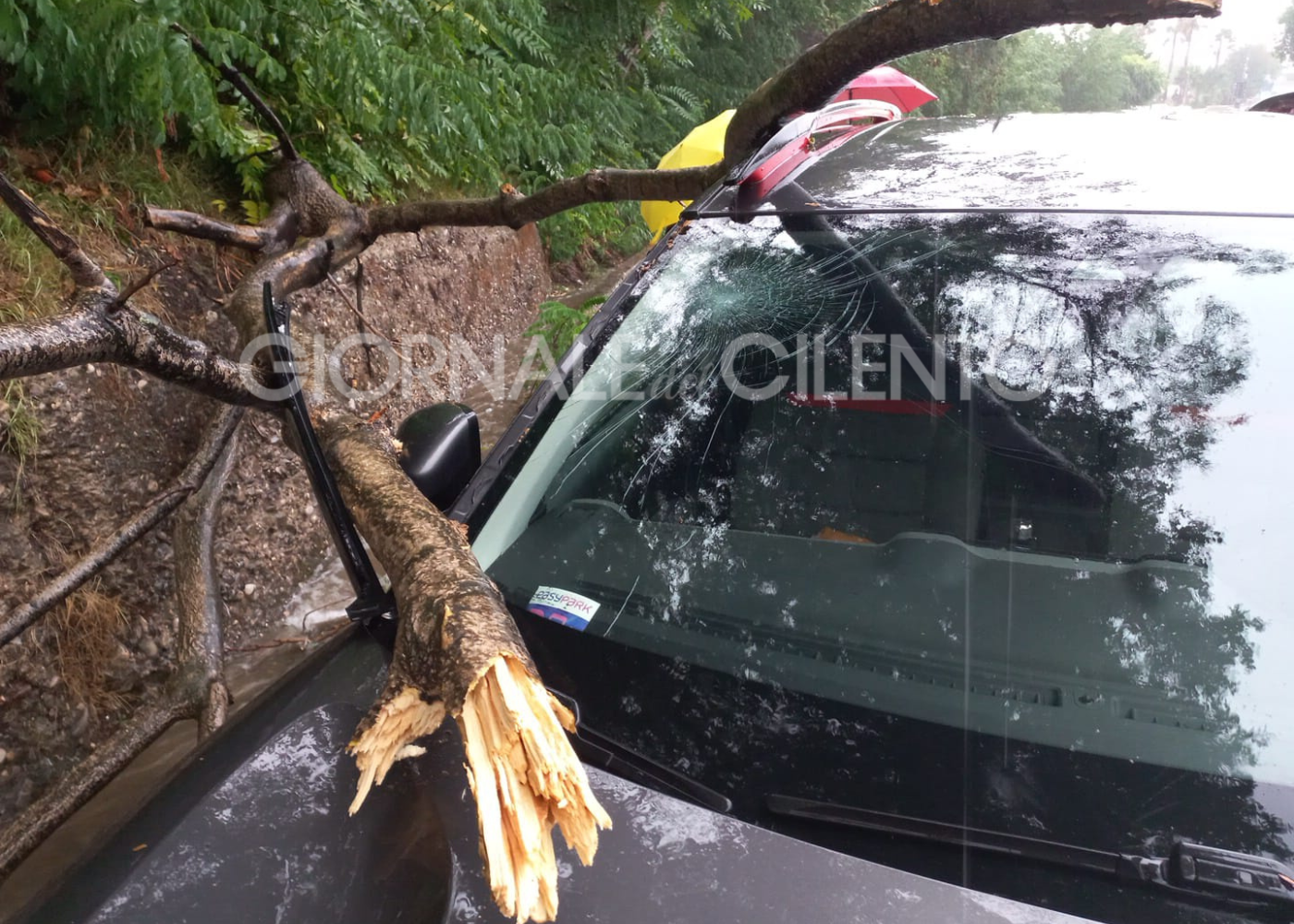 Castellabate, maltempo: albero colpisce auto in transito