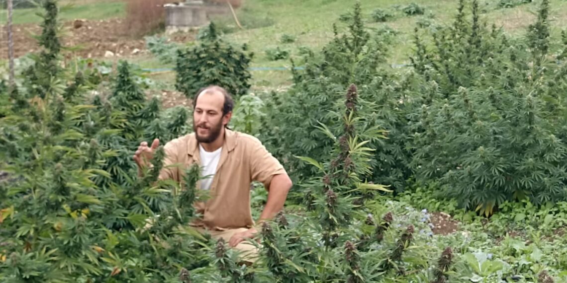 Caggiano, coltiva cannabis: imprenditore agricolo assolto dall’accusa di spaccio