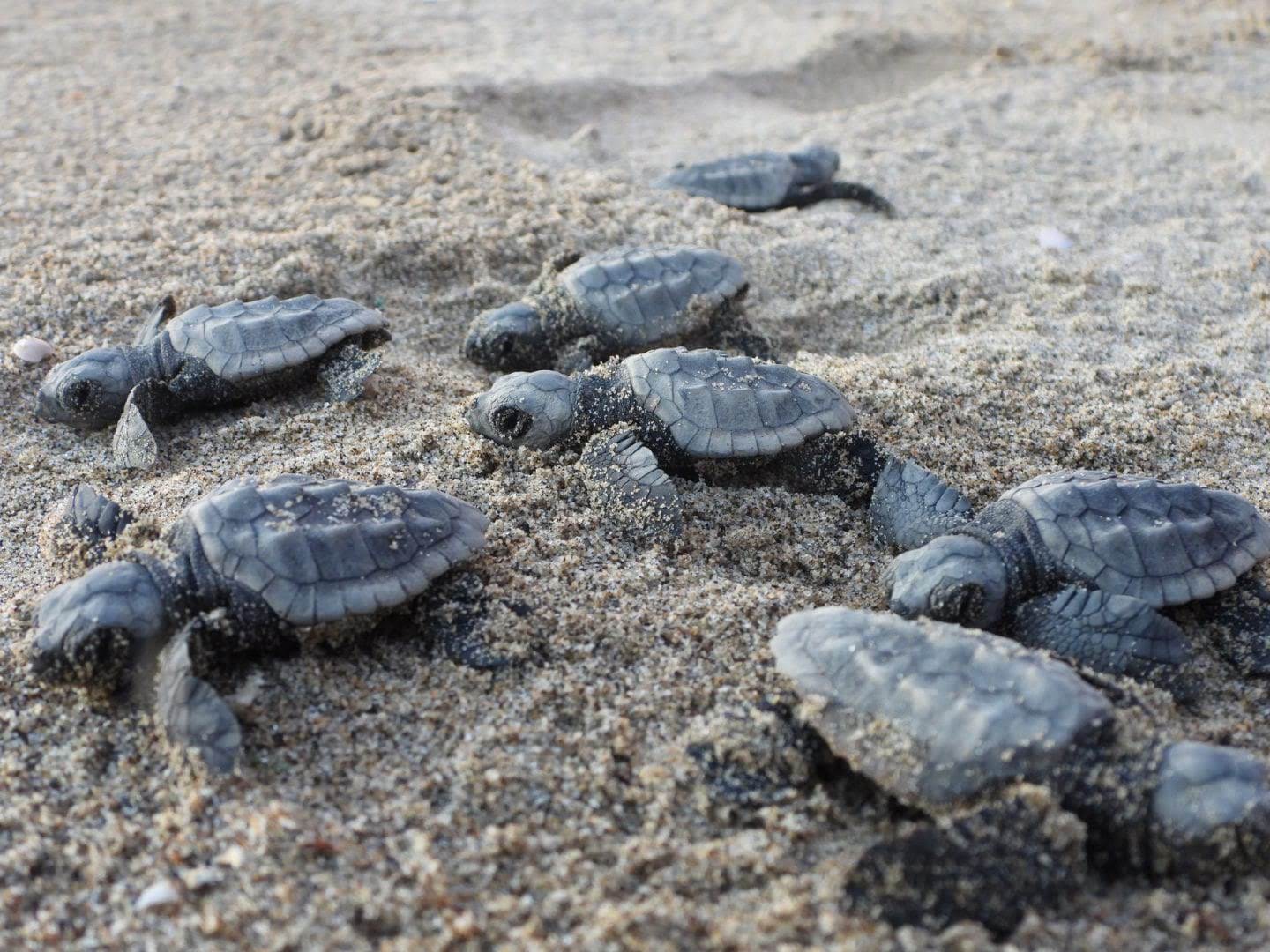 E’ record di tartarughe nel Cilento: dietro c’è l’immenso lavoro dei volontari