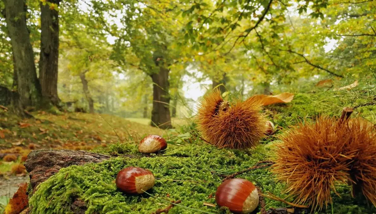 Castagne, Coldiretti: «Buone le previsioni per la raccolta ma il meteo resta una variabile»