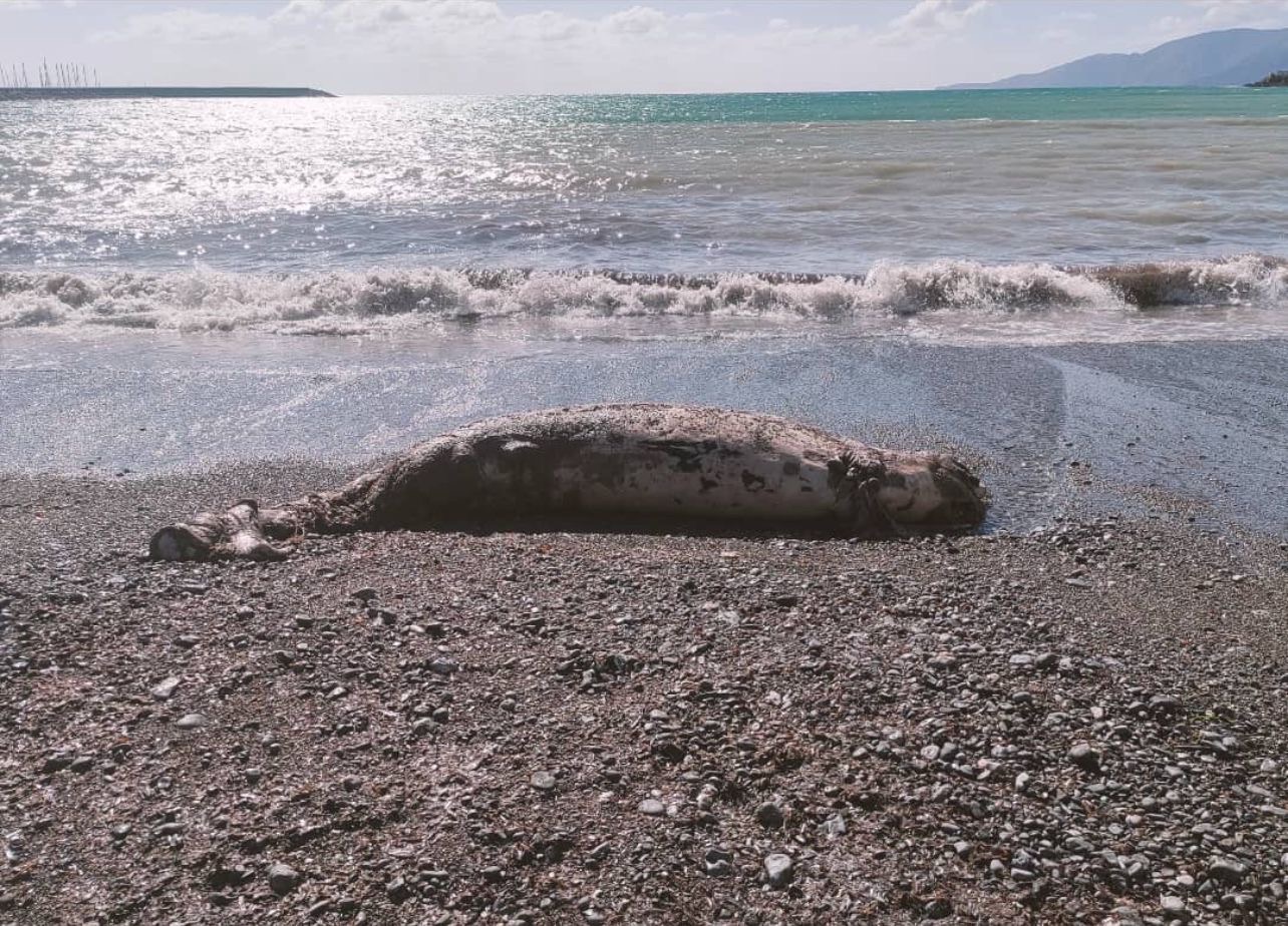 Ritrovata carcassa di cetaceo nella baia di Sapri