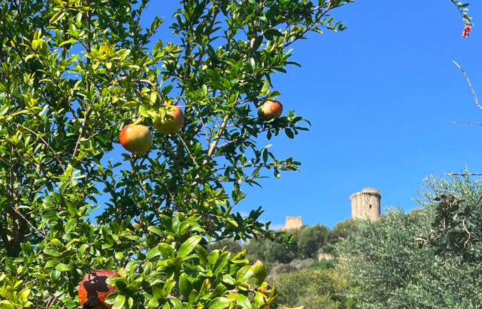 Velia, la vegetazione dell’area archeologica protagonista della ‘Festa delle Melagrane’