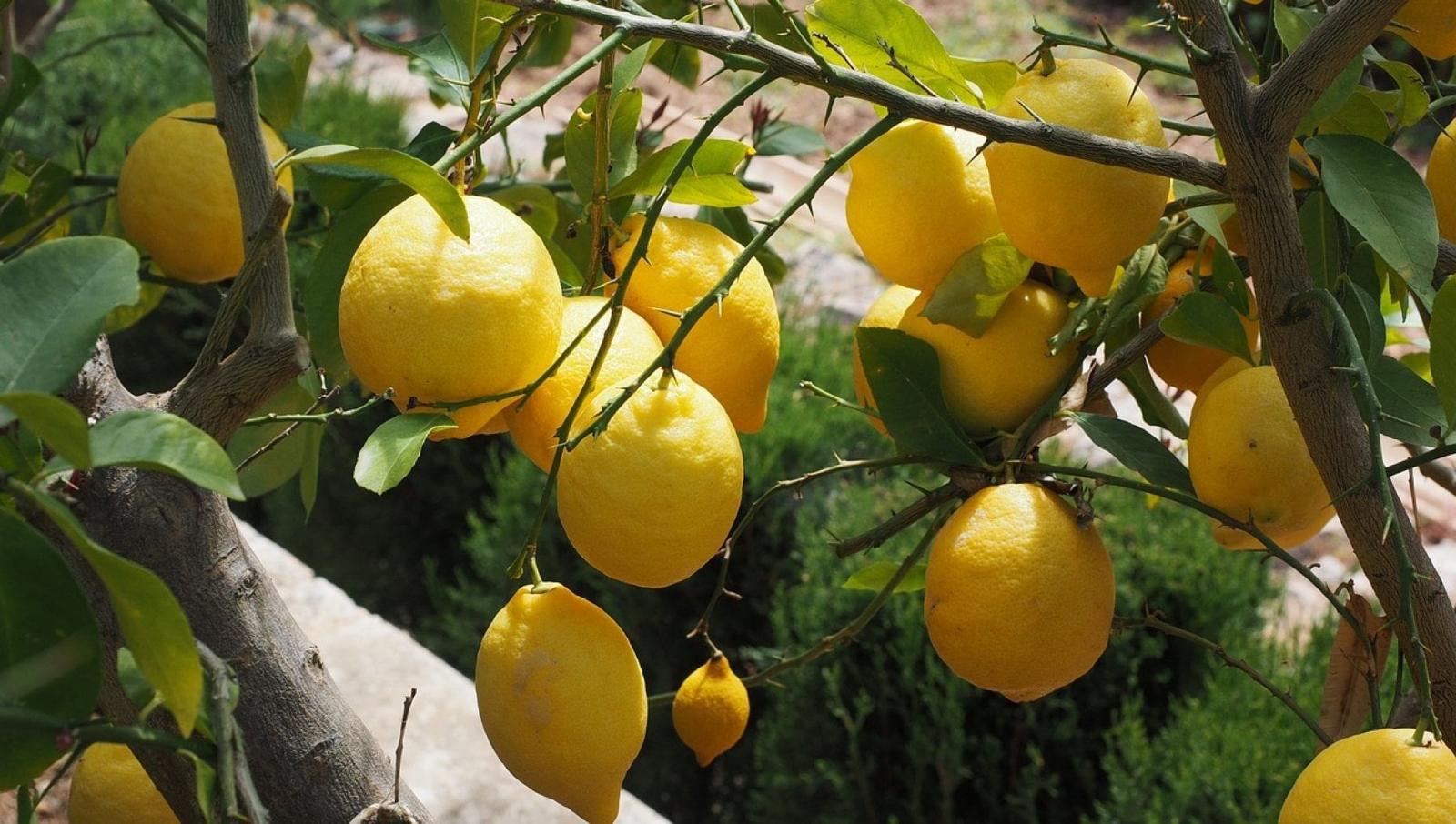 Montecorice, petizione per la messa in sicurezza del Viale di Cosentini: cittadini chiedono anche la piantumazione di limoni