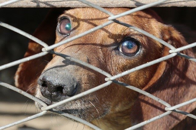 Operazione contro il maltrattamento animali a Padula: controlli e sanzioni per i proprietari di cani maltenuti