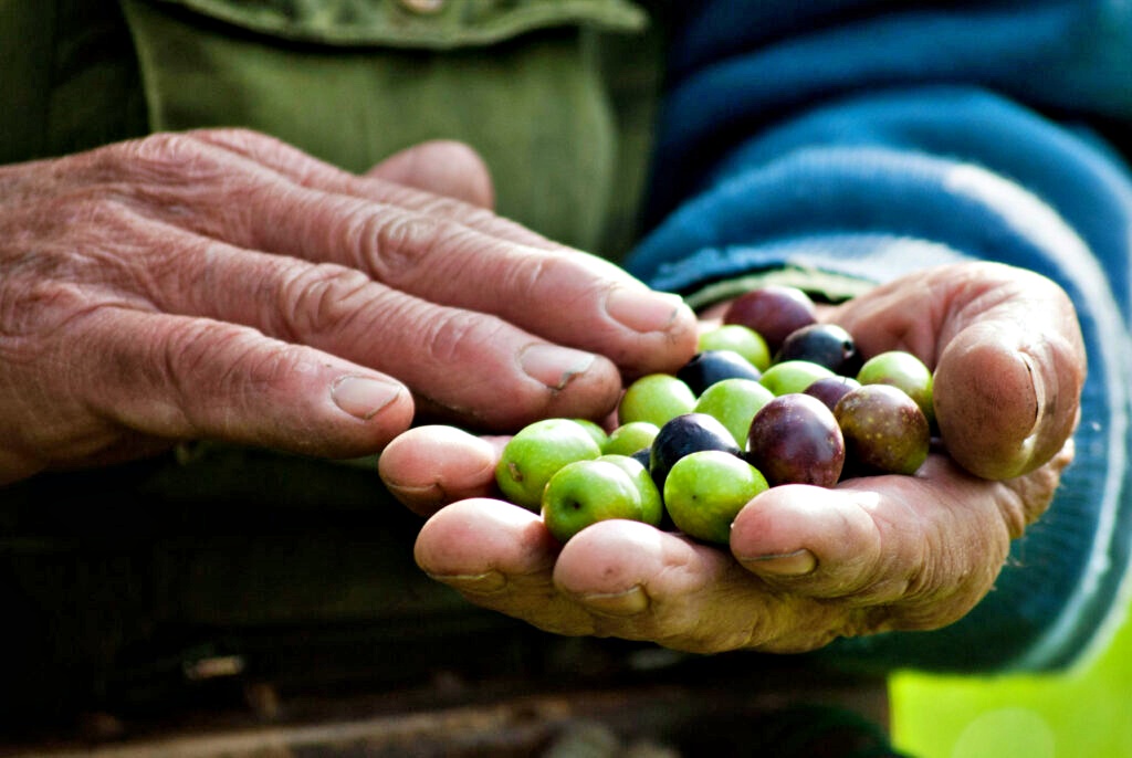 Stagione olivicola nel vivo, Coldiretti: «Produzione eccellente ma rese in calo»