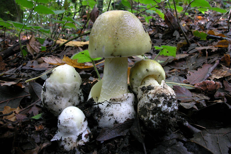 Marito e moglie in gravi condizioni per intossicazione da funghi raccolti in montagna