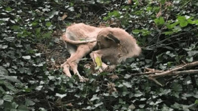 Ceraso, Paolo non ce l’ha fatta: il cucciolo soccorso e curato dai cittadini è morto in clinica