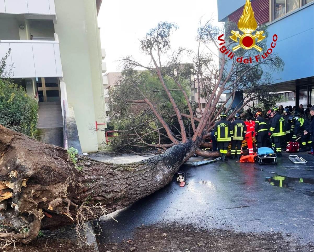 Tragedia sfiorata all’università di Fisciano: cade grosso albero, feriti 3 studenti