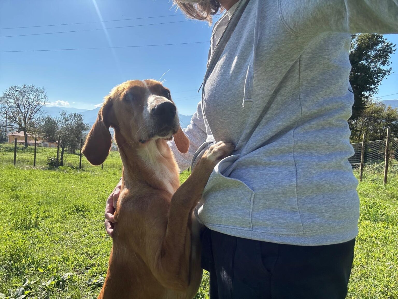 San Pietro al Tanagro, ignoti avvelenano un cucciolo. Volontaria lo salva, ora cerca casa