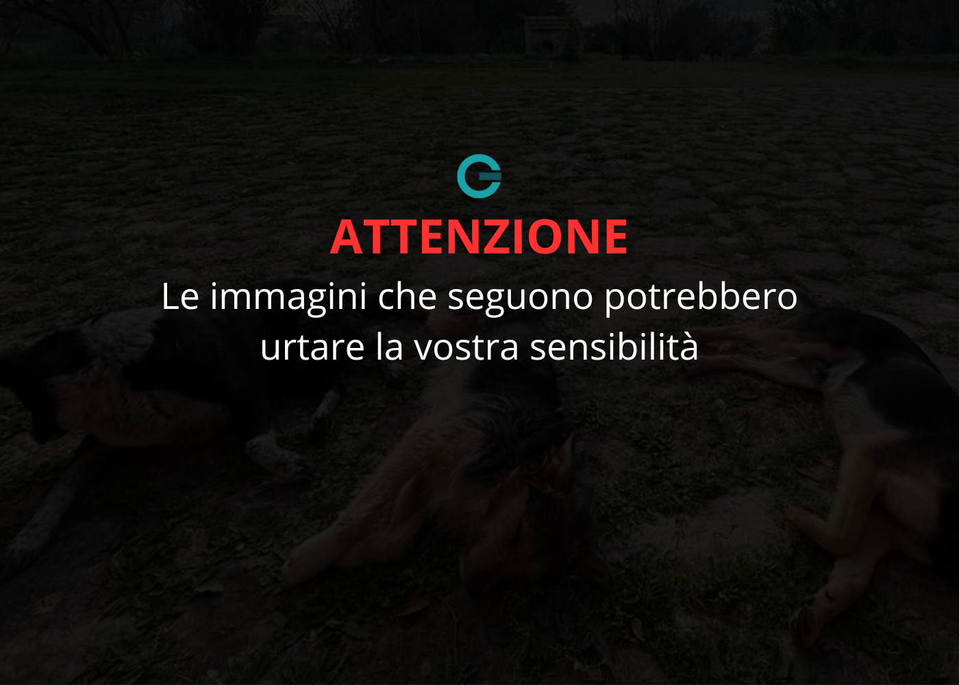 Cinghiale di grosse dimensioni investito sulla Cilentana: traffico rallentato ma nessun ferito