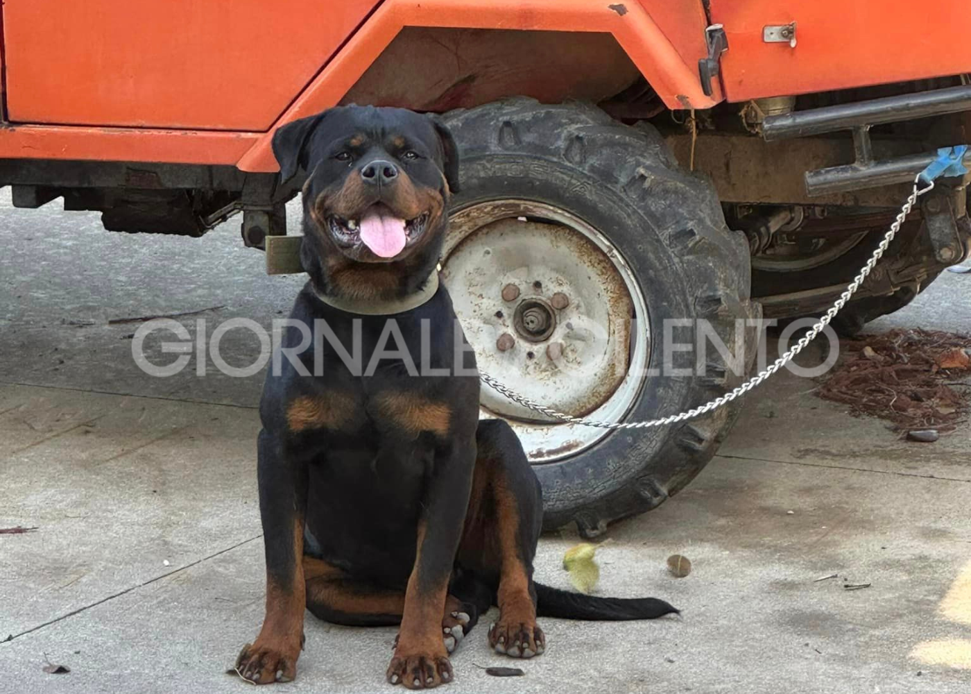 Auletta: Rottweiler ucciso a colpi di arma da fuoco, indagini in corso