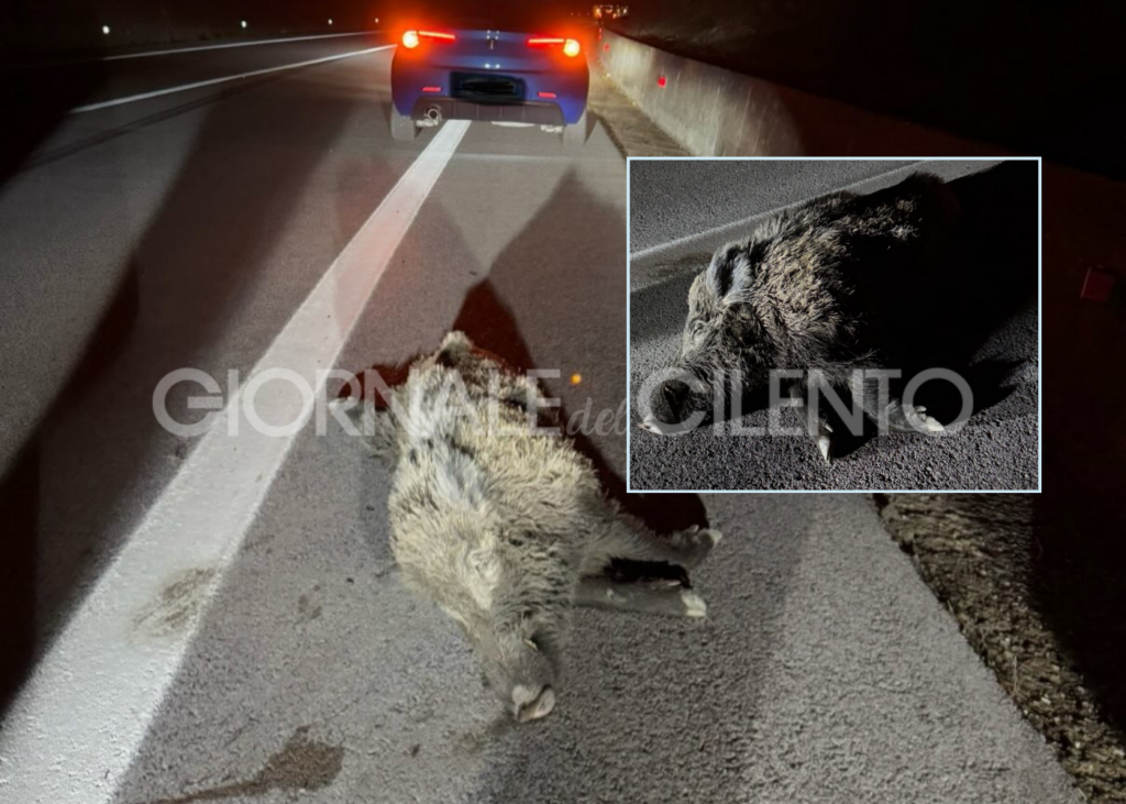 Ennesimo incidente tra un’auto e un cinghiale lungo la Cilentana