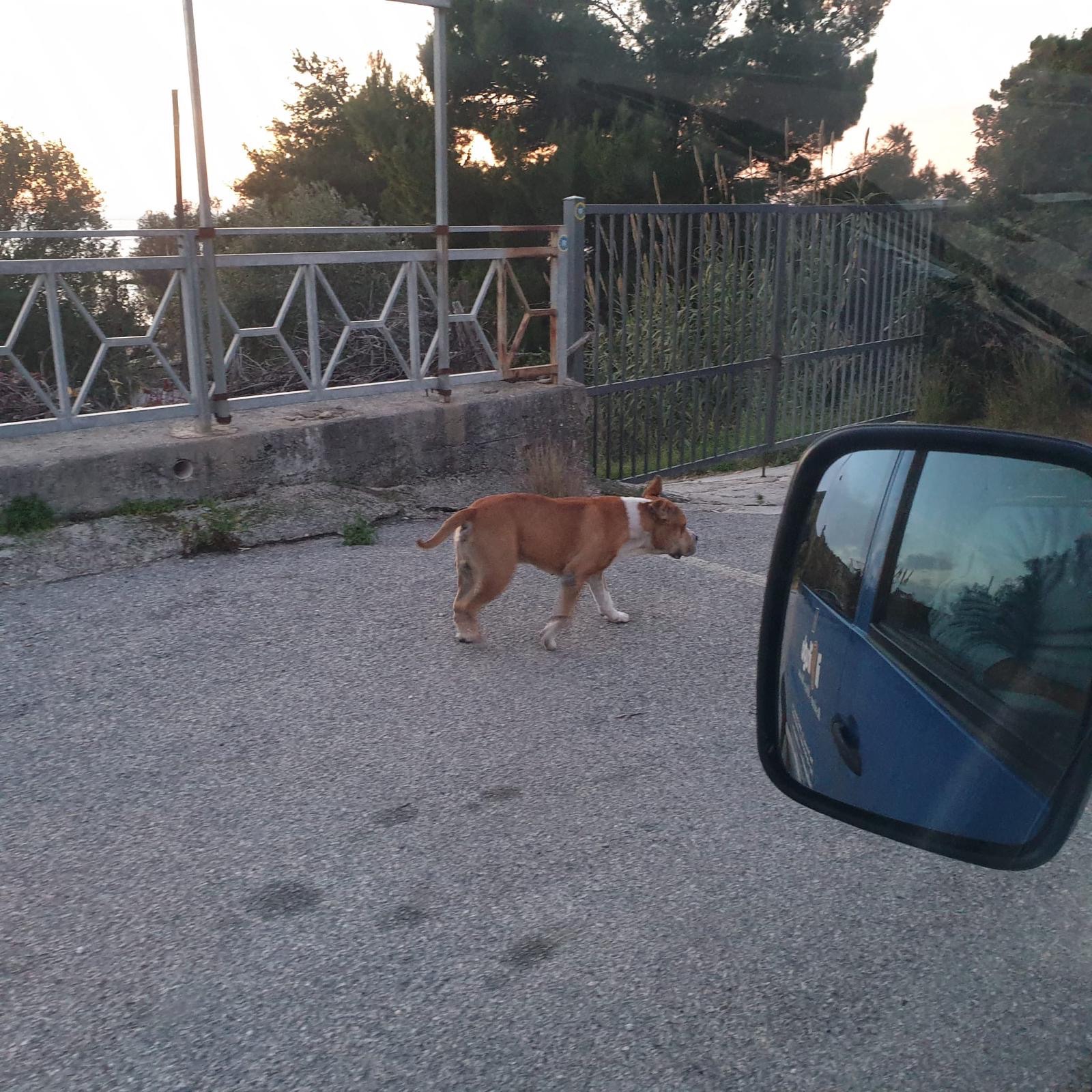 Palinuro: pitbull attacca cucciolo di Husky e ferisce la padrona, salvati dai passanti