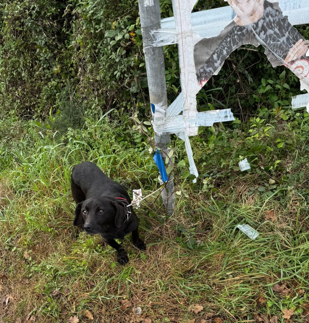 Arturo, il cagnolino legato ad un palo e abbandonato: aiutiamolo a trovare casa