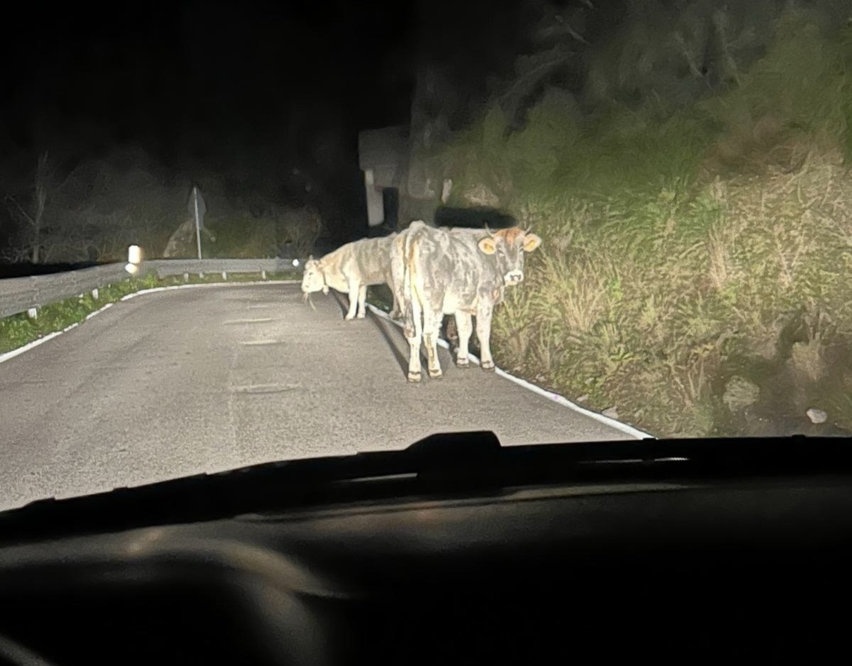 Mucche in strada, pericolo lungo la Mingardina: s’indaga