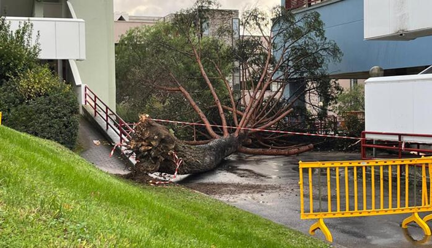 Campus Fisciano, al via le indagini irripetibili sull’albero crollato