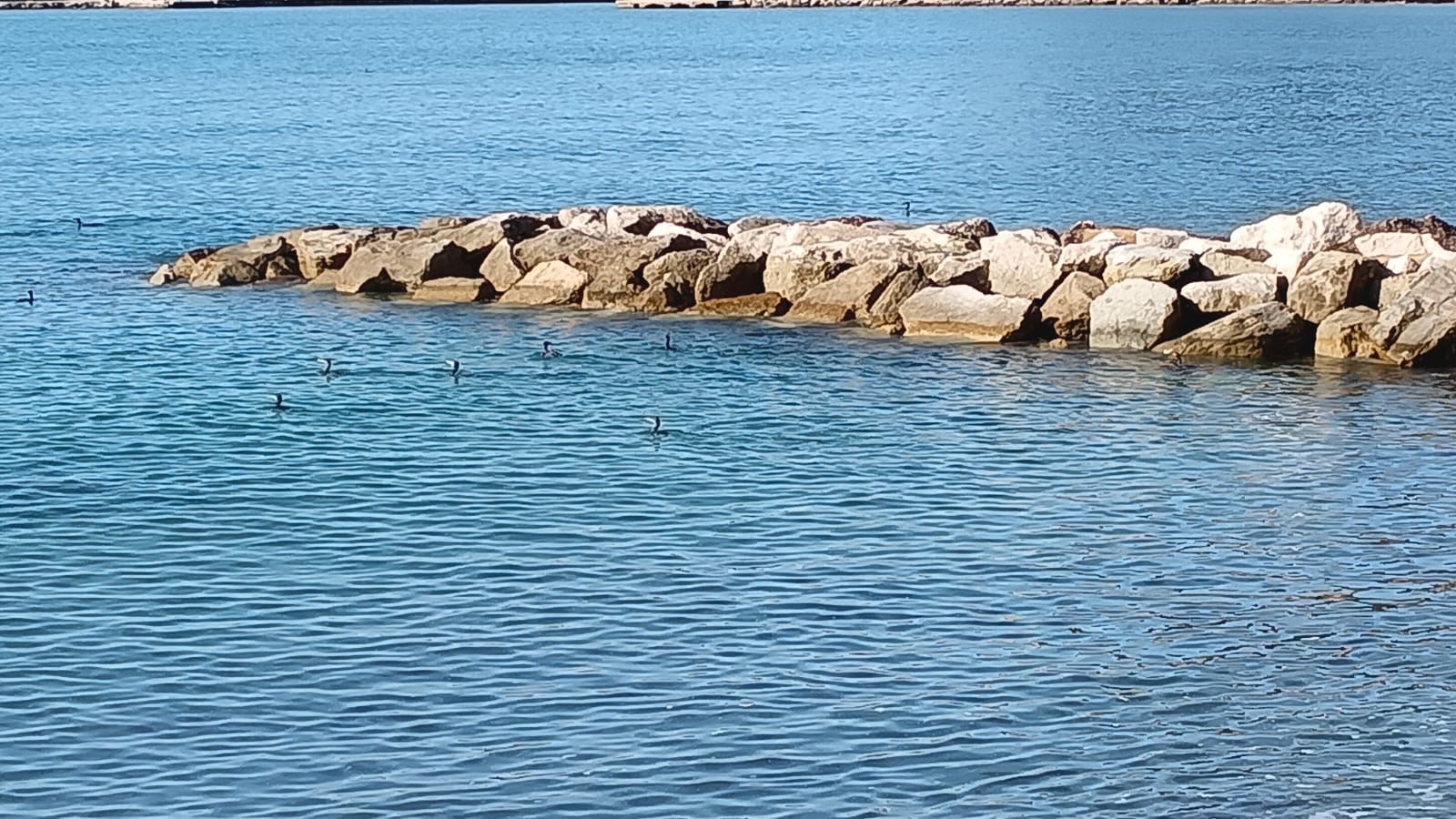 Agnone Cilento, spettacolo naturale: decine di cormorani sugli scogli