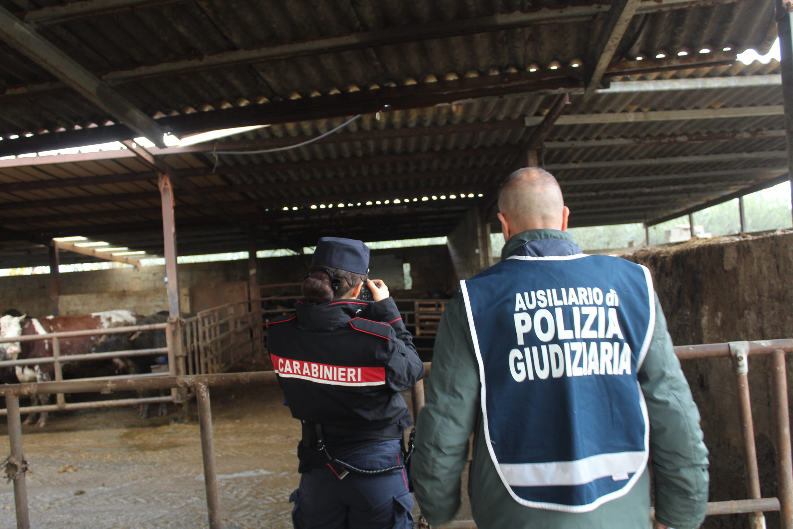 Capaccio, azienda zootecnica sotto sequestro per smaltimento illecito di liquami