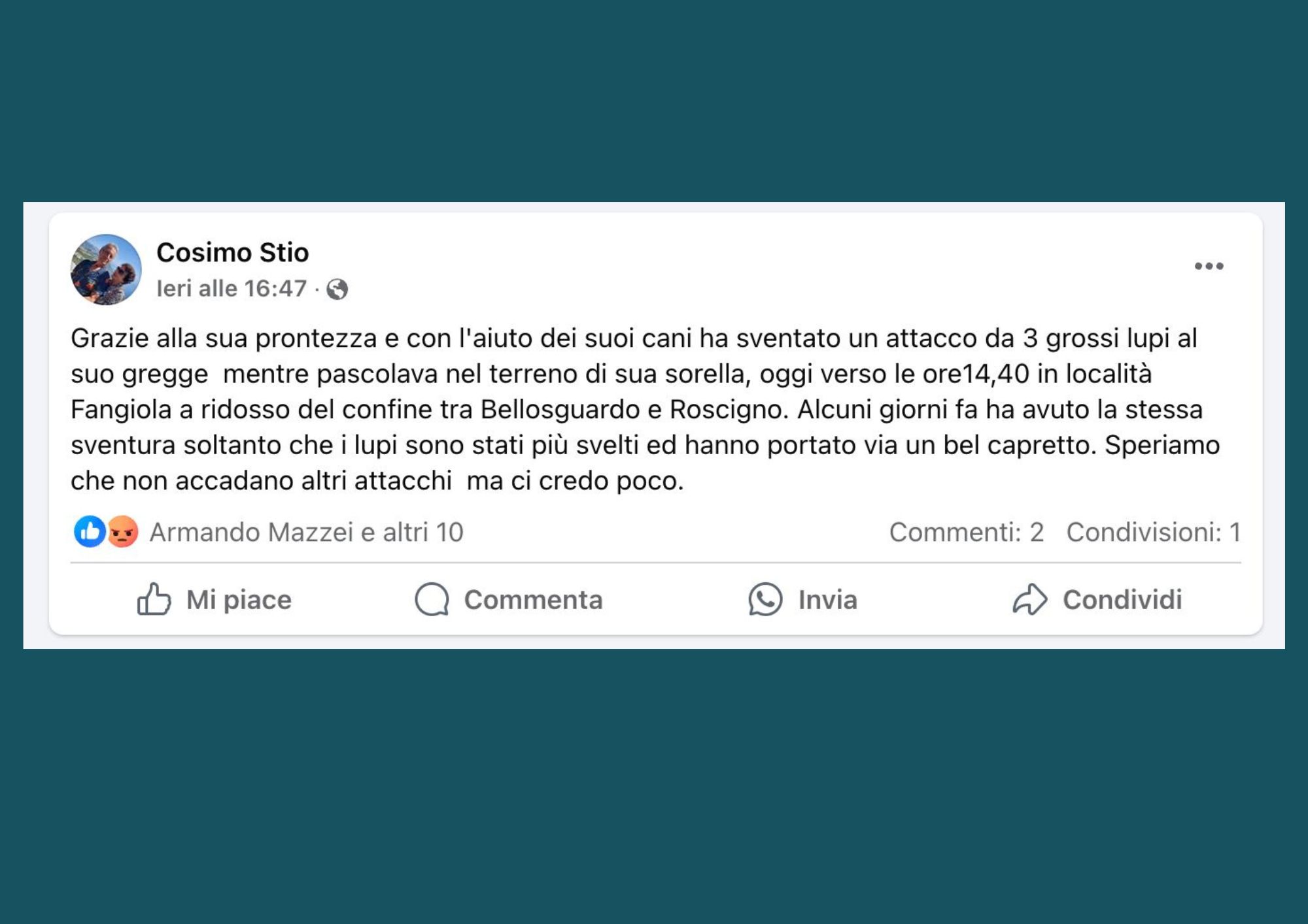 Lupi nel Cilento, pastore sventa attacco al gregge con l’aiuto dei suoi cani