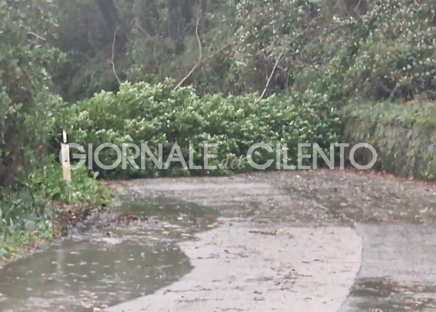 Maltempo, albero cade sulla strada tra Camerota e Licusati: circolazione interrotta