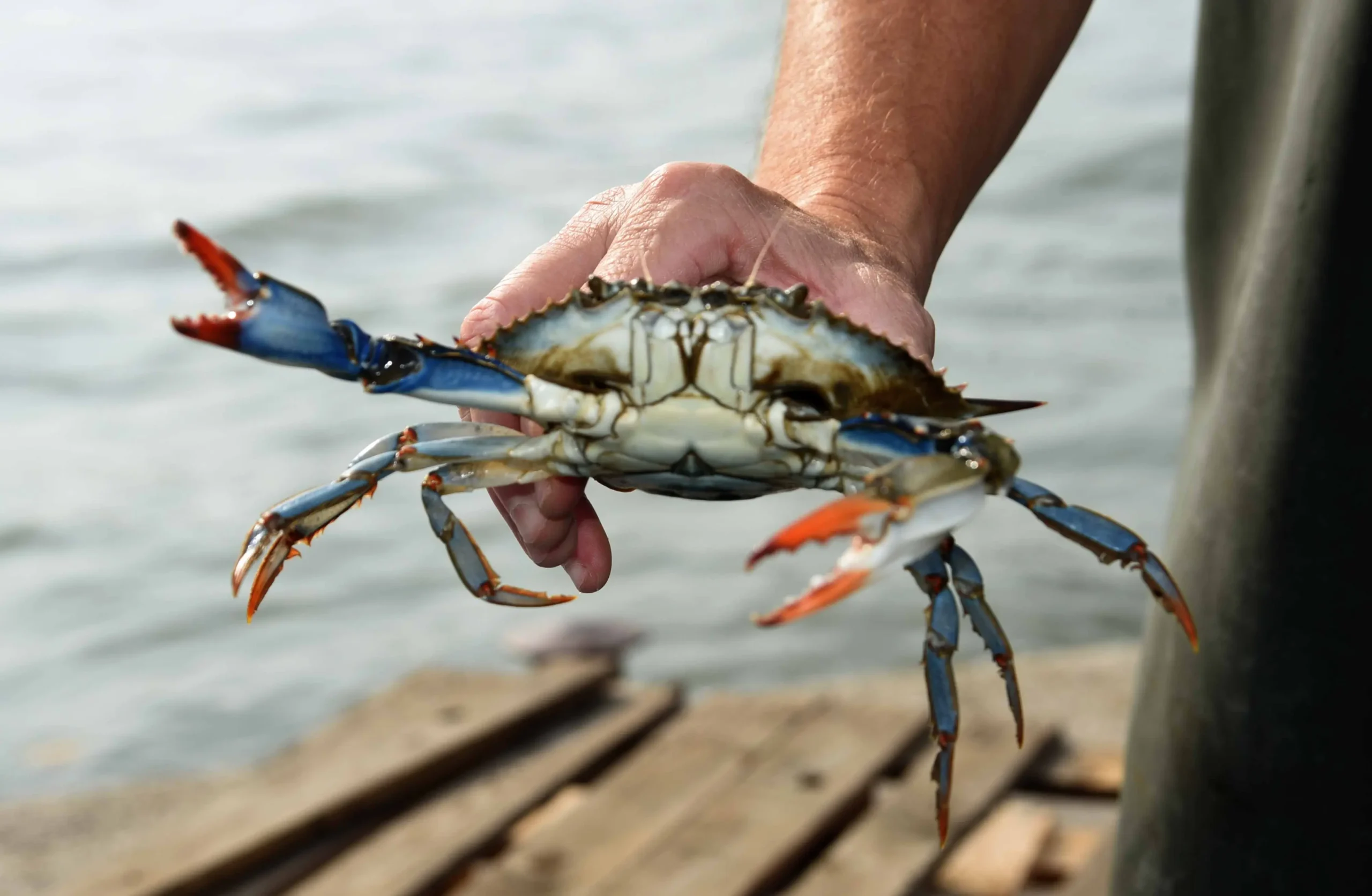 Invasione del granchio blu: l’emergenza colpisce anche la costiera Cilentana