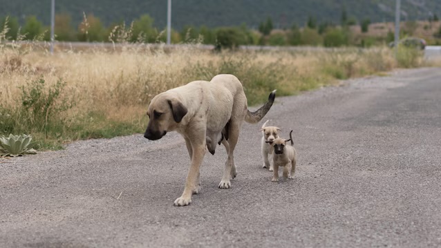 Polla, il Tar Campania conferma il bando per il ricovero dei cani vaganti: respinto il ricorso di Assocanili