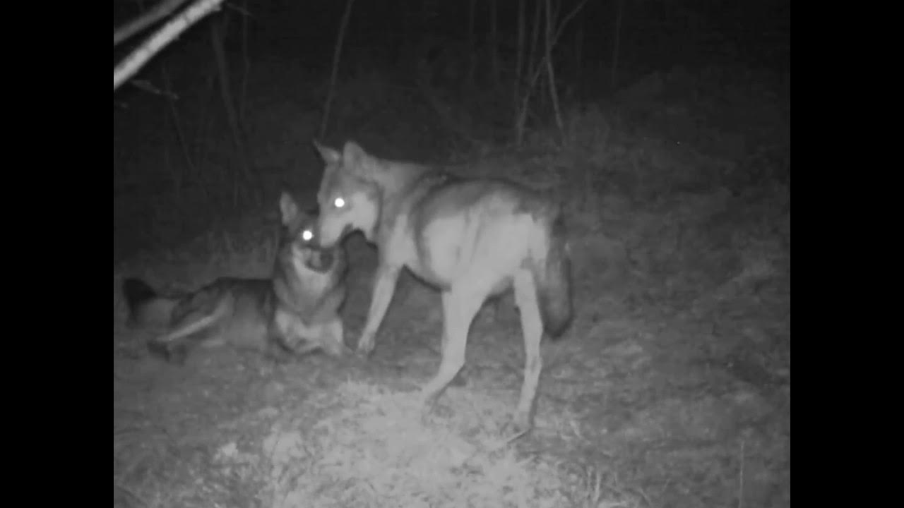 Lupi e cinghiali nel Cilento: cresce l’allarme tra gli allevatori e i residenti