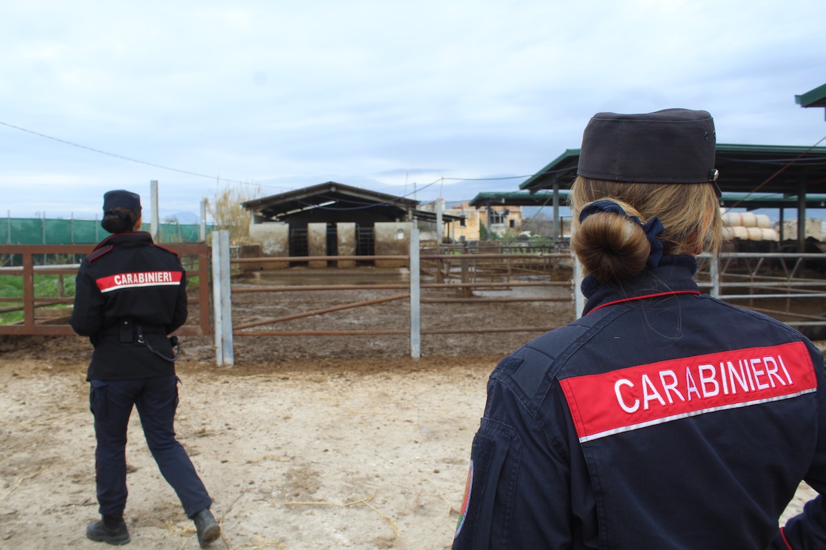 Drone scopre illeciti: sequestrata un’azienda bufalina