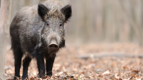 Peste suina africana, riunione con il prefetto Esposito